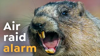 Why marmots Scream I Wild To Know