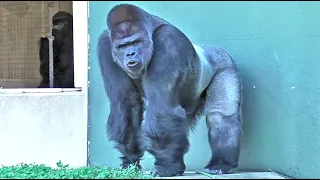 The burlap sack Annie found may have smelled like feet. Shabani, Gorilla, Silver back.