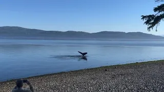 Humpback whale at Orca Camp (Grey Wolf) Vancouver Island - A land based whale watching paradise