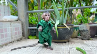 So Cute   Mom Teach Babe Monkey To Walk