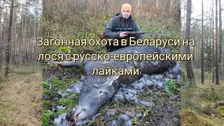 Охота в Беларуси на лося с русско-европейскими лайками |Hunting for moose with Russian huskies