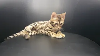 Бенгальский котенок, 3 месяца, питомник Холистик Фемели