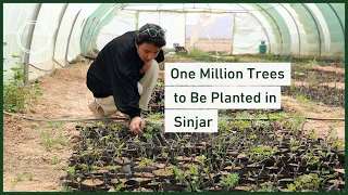 One Million Trees to Be Planted in Sinjar