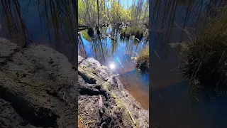 BEAVER DAM REMOVAL In One Minute! The Swamp Is Draining! #shorts