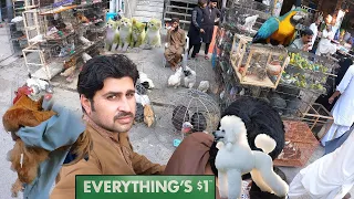 College Road Rawalpindi Birds Market || Fish 🐟 || Dogs || Cats || Fancy Birds || Parrots ||