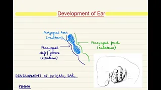 Development of Ear (Part-1)/ Embryology