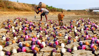 wow amazing! found alots of Color eggs on the ground is cracked