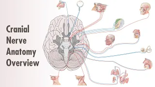 Cranial Nerve Overview & Ventral Anatomy - MEDZCOOL