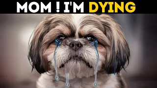 16 Signs Your Dog Is Extremely Crying for Help ASAP