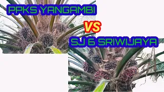 Perbandingan PPKS YANGAMBI VS SRIWIJAYA 6 Part II #ppksyangambi #sj6