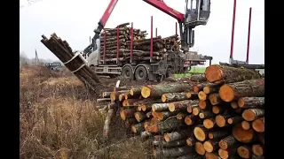 The fastest wood loading unloading I had ever seen with VOLVO FH16 650 timbertruck