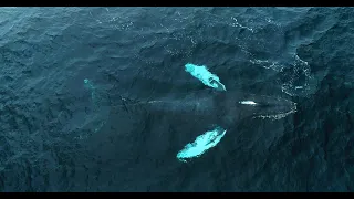 2 Minutes of Relaxing & Majestic Humpback Whale Footage