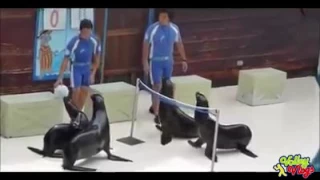 Volleyball match of Sea Lions