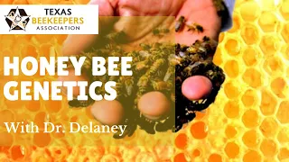 Honey Bee Genetics by Dr. Deborah Delaney with Texas Beekeepers Association