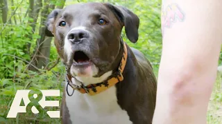 Pit Bull Saves Owner From Being Mauled By a Bear | An Animal Saved My Life | A&E