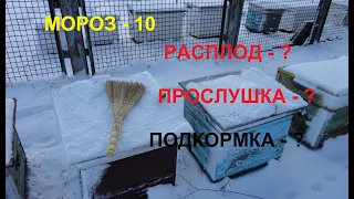 Февральская ревизия пасеки на глаз / Зимовка пчел 2020