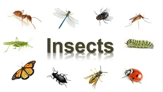 Насекомые по-английски [Insects - English Vocabulary Flashcards]