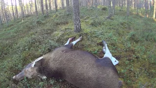 Hirvenkaato Mökälle (58) Moose hunting