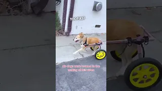 Dog Zooming With Her Wheelchair 💨