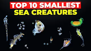 Top 10 Smallest Sea Creatures