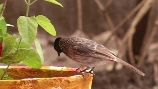 Videos For Cats To Watch#Bird Bonanza//Necher Videos