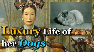 How Luxurious was Empress Dowager Cixi's Dogs?