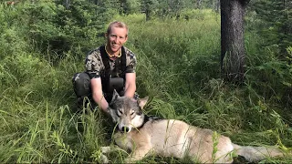 Hunting Down Wolf Pack in Idaho - Stuck N the Rut 122