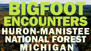 BIGFOOT ENCOUNTERS IN MICHIGAN (HURON-MANISTEE NATIONAL FOREST) MULTIPLE ENCOUNTERS REPORTED