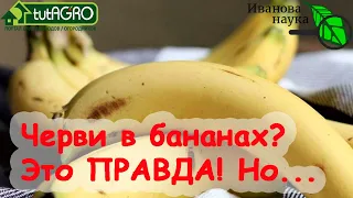 ЧЕРВИ В БАНАНАХ: да, это ПРАВДА! Но есть нюанс. Мрачная правда о любимом фрукте.