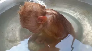 Smart Ugly Monkey Takes a Bath and Then Goes to Eat