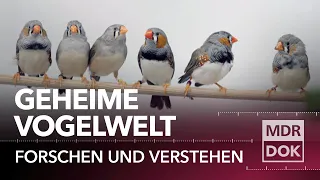 Das Geheimnis der Vögel ° Forschen und Verstehen | MDR DOK