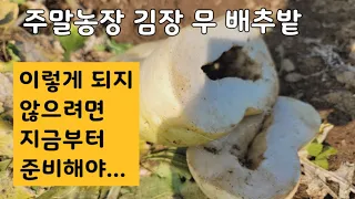 주말농장 김장무 배추밭만들기/ 이렇게 만들면 풍성한 결실을 볼 수 있습니다