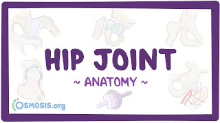 Anatomy of the hip joint