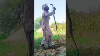 black cobra snake rescue catching New video Jogi #cobras #snake #snakes #kingcobrasnake