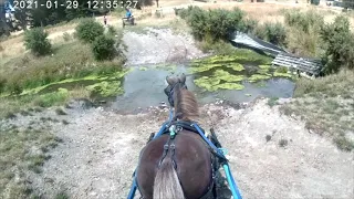 Danny the Mini Horse Training - First 25 drive antics