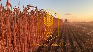 Уборка пшеницы 2020. АгроТрансПорт