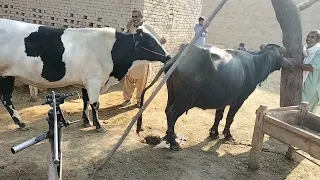 animal mating cow and buffalo meeting