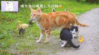 Baby Cats - Cute and Funny Cat Videos Compilation #32 - Part 2 - Cute Kittens