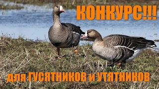 ВНИМАНИЕ КОНКУРС!!! Только для ГУСЯТНИКОВ и УТЯТНИКОВ!!! (КОНКУРС ЗАВЕРШЕН)