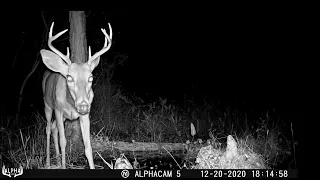 MY FINAL TRAIL CAMERA PICK UP FOR 2020