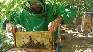 Пчелы мало носят меда. Почему пчелы ограничили матку. Карника заливает гнездо