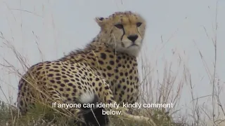 cheetah Masai Mara 2018