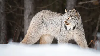 Secrets of the Canadian Lynx 15 Fascinating Facts Revealed!