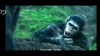 Отрывок из фильма  Планета обезьян Революция