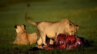 Masai Mara - Cheetah Chase video by Prasannaraju