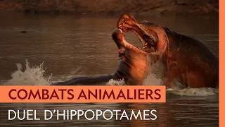 Duel d'hippopotames au dénouement dramatique