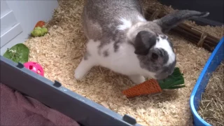 Vlog - Getting Two Rabbits!