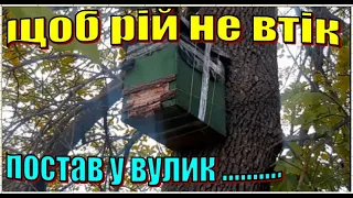 Рої ідуть повним ходом.Що робити щоб він не втік,гарантований спосіб.ЛОВУШКА НА БДЖІЛ Ловля роїв2023