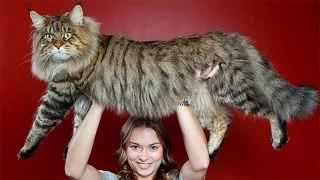 10 Biggest Cat Breeds