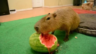 Capybara eating half a watermelon Full Video